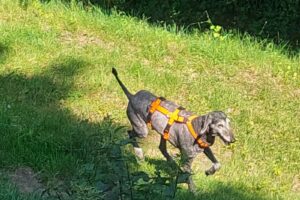 https://www.windhunde-in-not.org/wp-content/uploads/Enshu_1-300x200.jpg