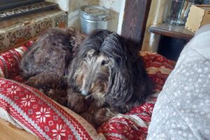 https://www.windhunde-in-not.org/wp-content/uploads/Enshu_2-300x200.jpg