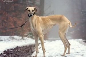 https://www.windhunde-in-not.org/wp-content/uploads/Ghalia1-300x200.jpg