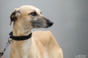 https://www.windhunde-in-not.org/wp-content/uploads/Ghalia2-300x200.jpg