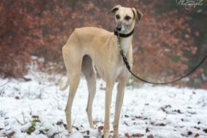 https://www.windhunde-in-not.org/wp-content/uploads/Ghalia4-300x200.jpg
