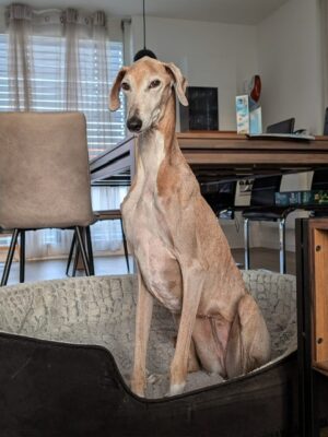 https://www.windhunde-in-not.org/wp-content/uploads/Jemy1-300x400.jpeg