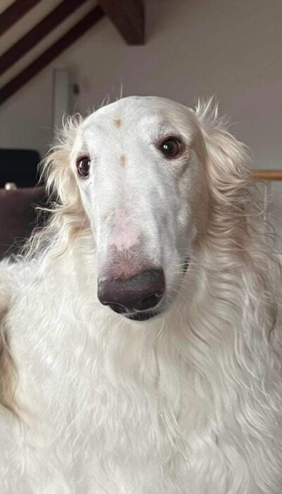https://www.windhunde-in-not.org/wp-content/uploads/Joshi1-400x700.jpg